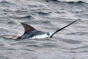 Fishing-Report-July14-27-Edited-Pix-42