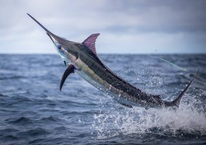 blue marlin 1