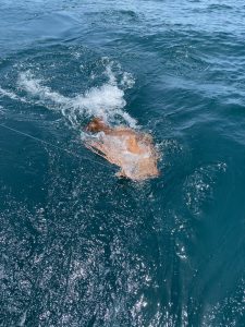 D65F8AE2-235D-4D21-A996-F42B2DE15615