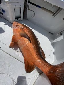 FB1A6FDC-99F9-4BCE-97BF-7E724E029CE2